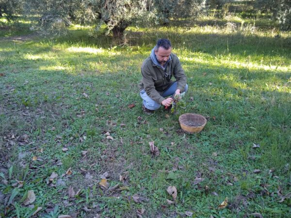 "Agricoltura con cura" - III° Appuntamento - Corso sulla raccolta delle erbe spontanee  - Esperienza - immagine 4