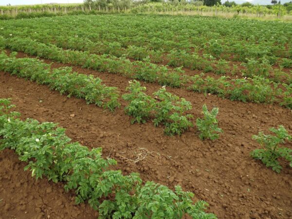 "Agricoltura con cura" - II° Appuntamento - Corso di orticoltura - Esperienza - immagine 7