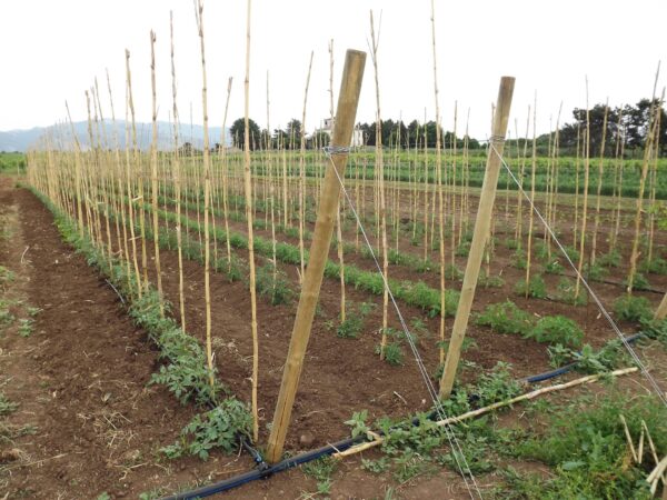 "Agricoltura con cura" - II° Appuntamento - Corso di orticoltura - Esperienza - immagine 6